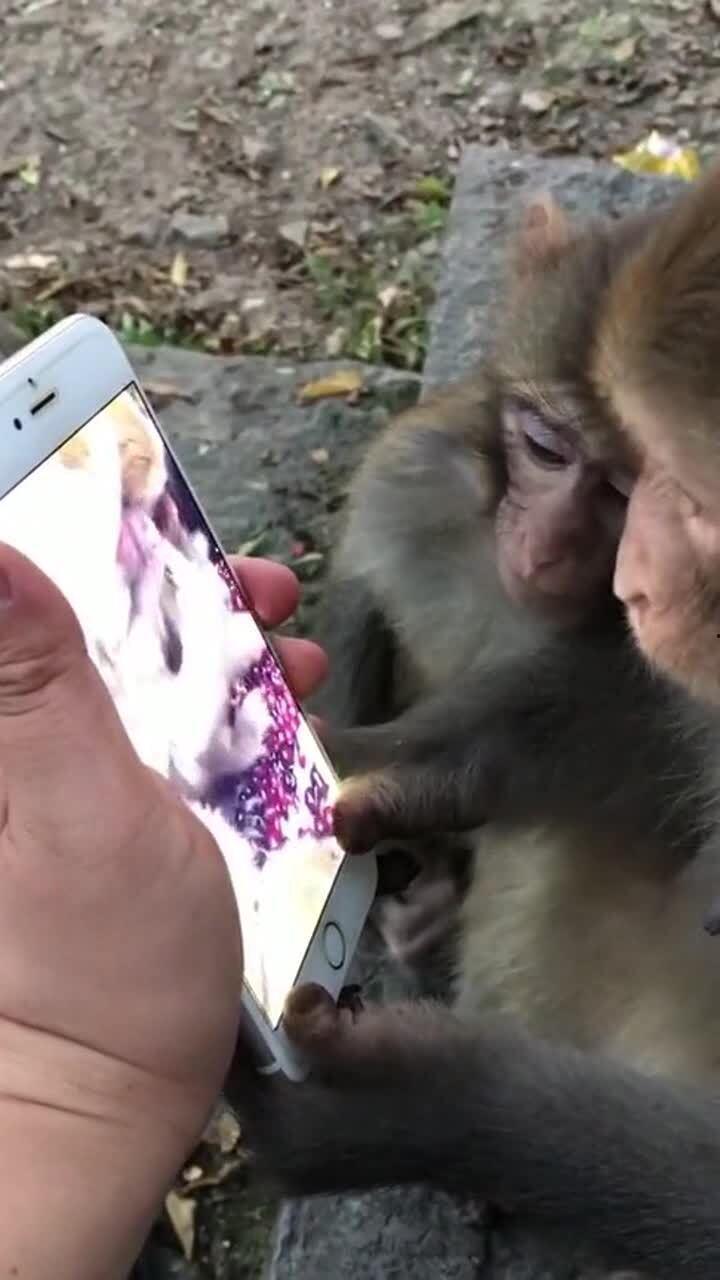 爆料小猴子的视频大全,欢乐瞬间，萌态百出